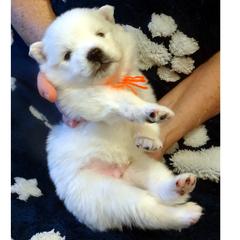 Orange - White male American Eskimo Dog puppy in Redlands, Ca, Usa, California from Tribe of Aryelle