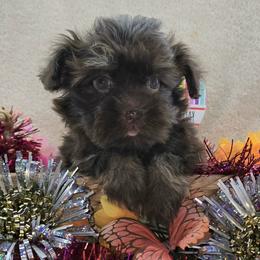 Hershey Kisses - Chocolate male Havanese puppy in Vinita, Oklahoma from Locust Creek Shih Tzu & Havanese