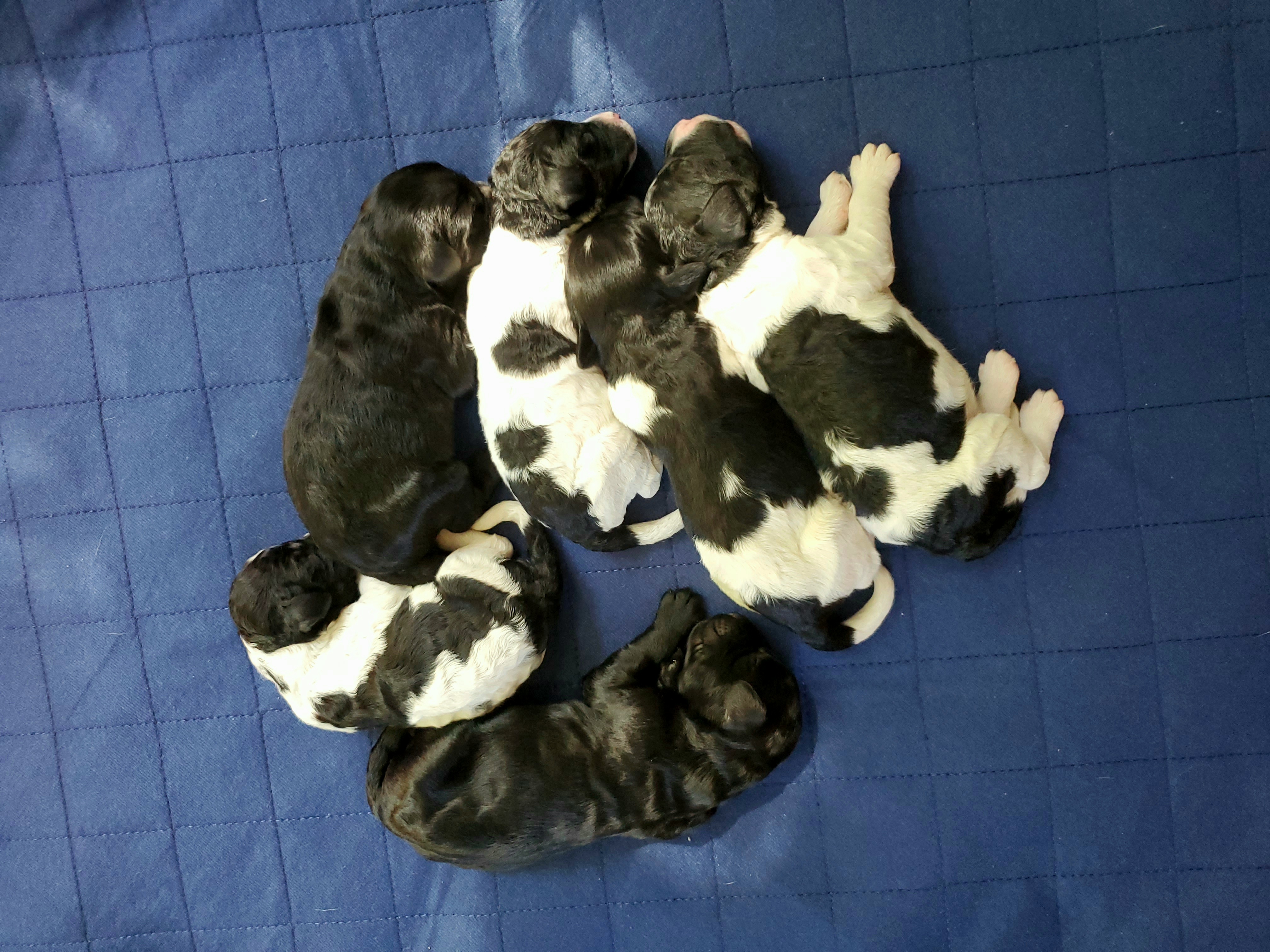 Double Doodle and Poodle Puppies from Perfect Poodles and Doodles LLC