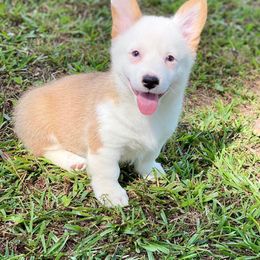 Cavalier King Charles Spaniel, Cavapoo, and Pembroke Welsh Corgi Puppies from Griffins Puppies