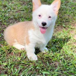 Cavalier King Charles Spaniel, Cavapoo, and Pembroke Welsh Corgi Puppies from Griffins Puppies