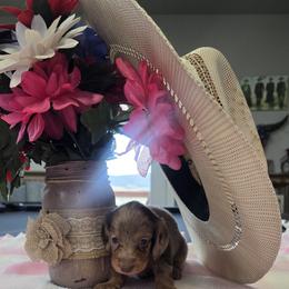 Girl 1 - Dapple female Dachshund puppy in Cedar City, Utah from Country Doxies
