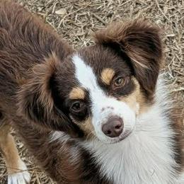 Miniature Australian Shepherds from Deborah Weenick
