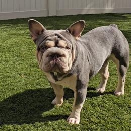 Nitro - French Bulldog