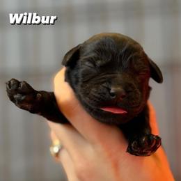 Wilbur - Black male Labrador Retriever puppy in Owosso, Michigan from Bennington Retrievers