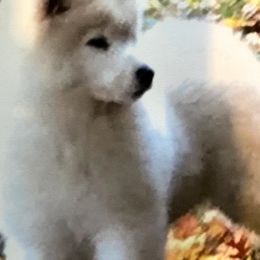 Samoyed and Shiba Inu Puppies from Wintermist Samoyeds