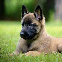 Belgian Malinois and Border Collies from DragonFyre Kennels