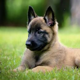 Belgian Malinois and Border Collies from DragonFyre Kennels