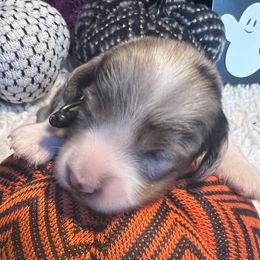 Fusilli-Boy 1 - Dapple male Dachshund puppy in Bigfork, Minnesota from Dachshunds Up North