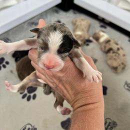 Bmf - Blue merle female Australian Shepherd puppy in Magee, Mississippi from Paint ByNumbers Ranch
