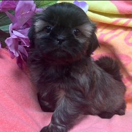 Violet - Brindle female Shih Tzu puppy in Hibbing, Minnesota from Iron Range Shih Tzu and Puppies