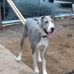 Ivy - Great Dane