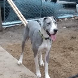 Ivy - Great Dane