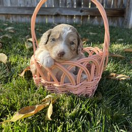 Aussiedoodle Puppies from Jojo the Denver Aussie