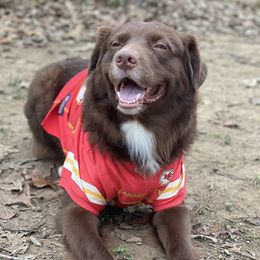 Luke - Australian Shepherd