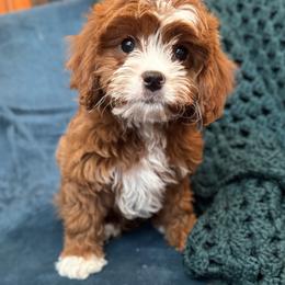 Bud (male - orange collar) - Red male Cavapoo puppy in Gilbert, Arizona from Azteddybeardoodles