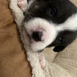 Boy 2 - Cardigan Welsh Corgi puppy in Temecula, California from Kirstin Booth