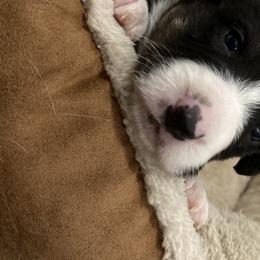Boy 2 - Cardigan Welsh Corgi puppy in Temecula, California from Kirstin Booth