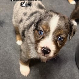 Giblet - Blue merle male Miniature Australian Shepherd puppy in Buchanan, Georgia from Stanleyville Farm Mini Aussies