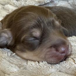 Girl 1 - female Dachshund puppy in Fieldbrook, California from Honeydox Miniature Dachshunds