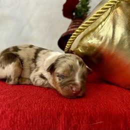 Reva - Red merle female Australian Shepherd puppy in West Union, Iowa from Boundless Hearts Australian Shepherds LLC