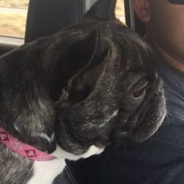 French Bulldogs from Alexa's French Bulldogs