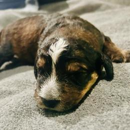 Boy 4 - Brown merle male Aussiedoodle puppy in Melrose, Florida from Howdilly Doodley