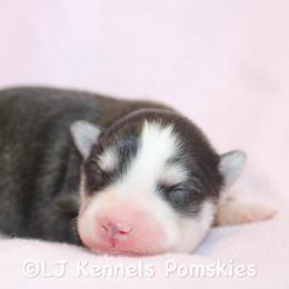 Male 4 - Black and white male Pomsky puppy in Centerville, Iowa from LJ Kennels Pomskies, LLC