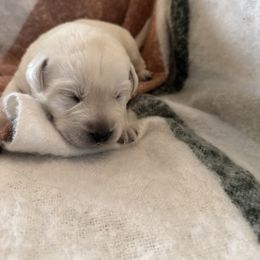 Boy 2 - Yellow male Labrador Retriever puppy in Isanti, Minnesota from Four Corners Family Labs