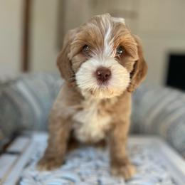 Teddy - Apricot male Australian Labradoodle puppy in Auburn, California from Poodles and Labradoodles breeder