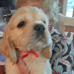 Brian - Buff male Cocker Spaniel puppy in Rome, Georgia from Joron Cockers