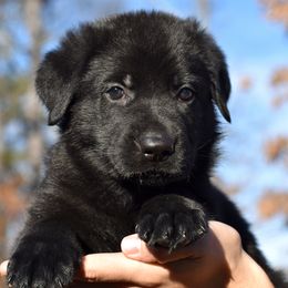 Black Male (Yellow) - German Shepherd puppy in Oxford, Arkansas from Atlas Shepherds