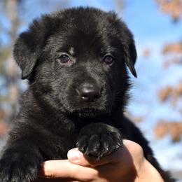 Black Male (Yellow) - German Shepherd puppy in Oxford, Arkansas from Atlas Shepherds