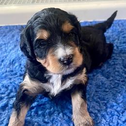 Rose - Tri-color female Bernedoodle puppy in Mount Pleasant, Texas from Hilary’s Doodle Ranch