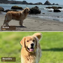 Boy - Light golden male Golden Retriever puppy in Chico, California from Upper Park Goldens