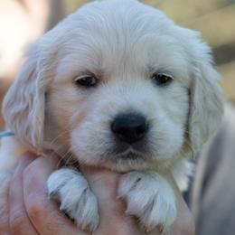 Mr Baby Blue - Light golden male Golden Retriever puppy in Hayward, California from East Bay Golden Retrievers