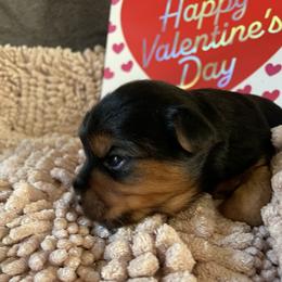 Ally - Black and tan female Yorkshire Terrier puppy in Taylorsville, North Carolina from Mountain Top Hot Tailz