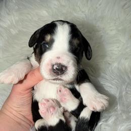 Midnight - Tri-color male Bernedoodle puppy in Beecher, Illinois from Erica’s Doodles