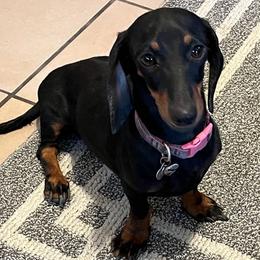 Dachshunds from Estrella's Dachshunds