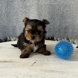 Cooper - Black and gold male Yorkshire Terrier puppy in Pana, Illinois from Lucky Star Yorkies
