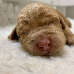 Australian Labradoodle Puppies from Salona Australian Labradoodles