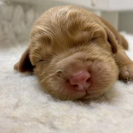 Australian Labradoodle Puppies from Salona Australian Labradoodles