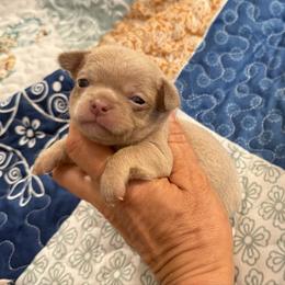 Silver boy - Silver and white male Chihuahua puppy in Summerfield, Florida from Uey’s Chihuahuas