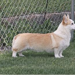 Bijou - Pembroke Welsh Corgi