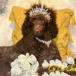CoCo - Poodle