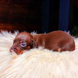 Lainey - Chocolate and tan female Dachshund puppy in Washburn, Tennessee from Clinch Mountain Dachshunds