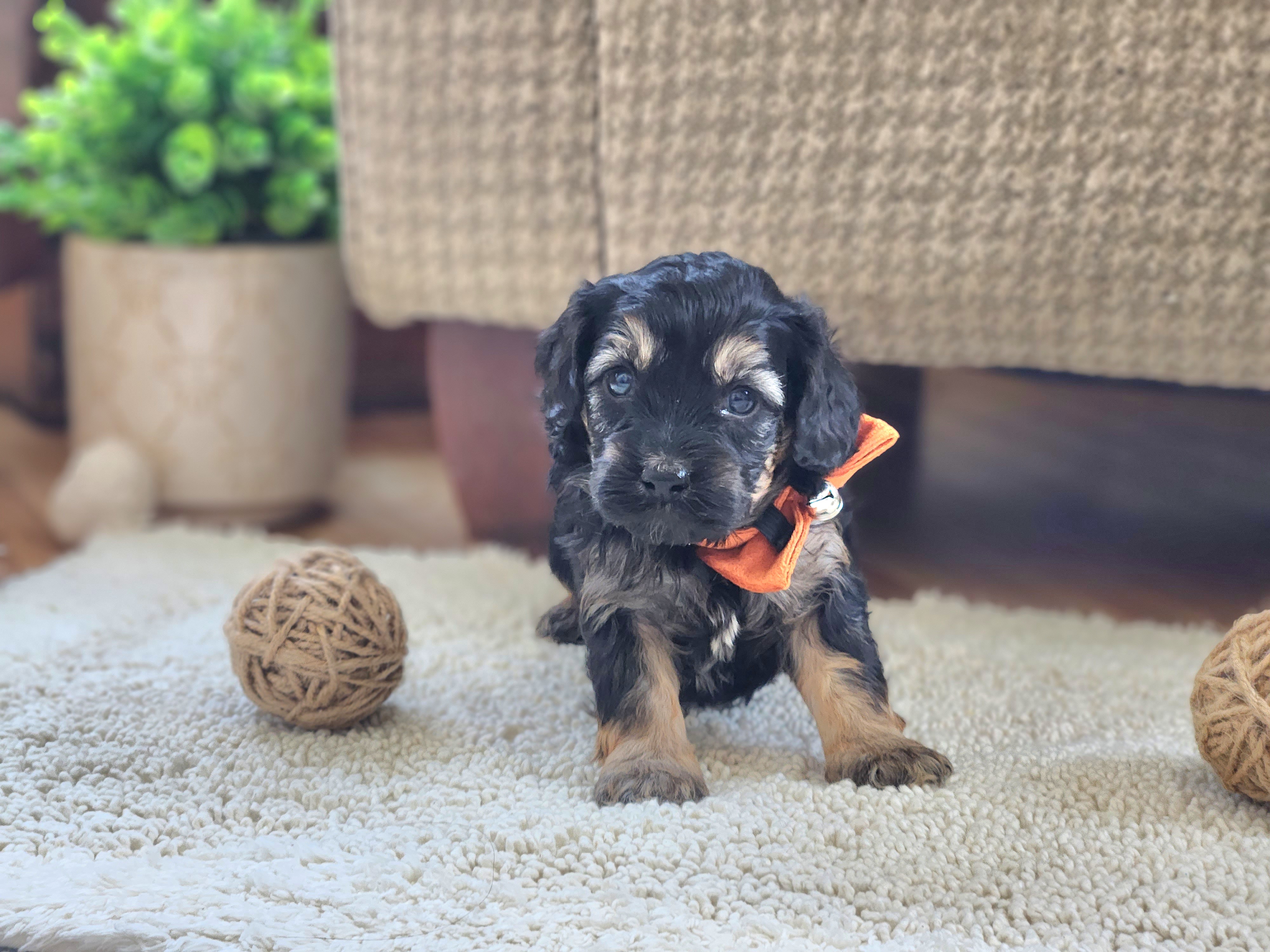 Meet Paddy :) - Black and tan male Cavapoo puppy in Centerville, Iowa from Barnyard Dachshunds, Dals & Doodles