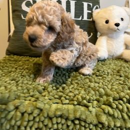 Poodle and Yorkshire Terrier Puppies from Keystone Poodles