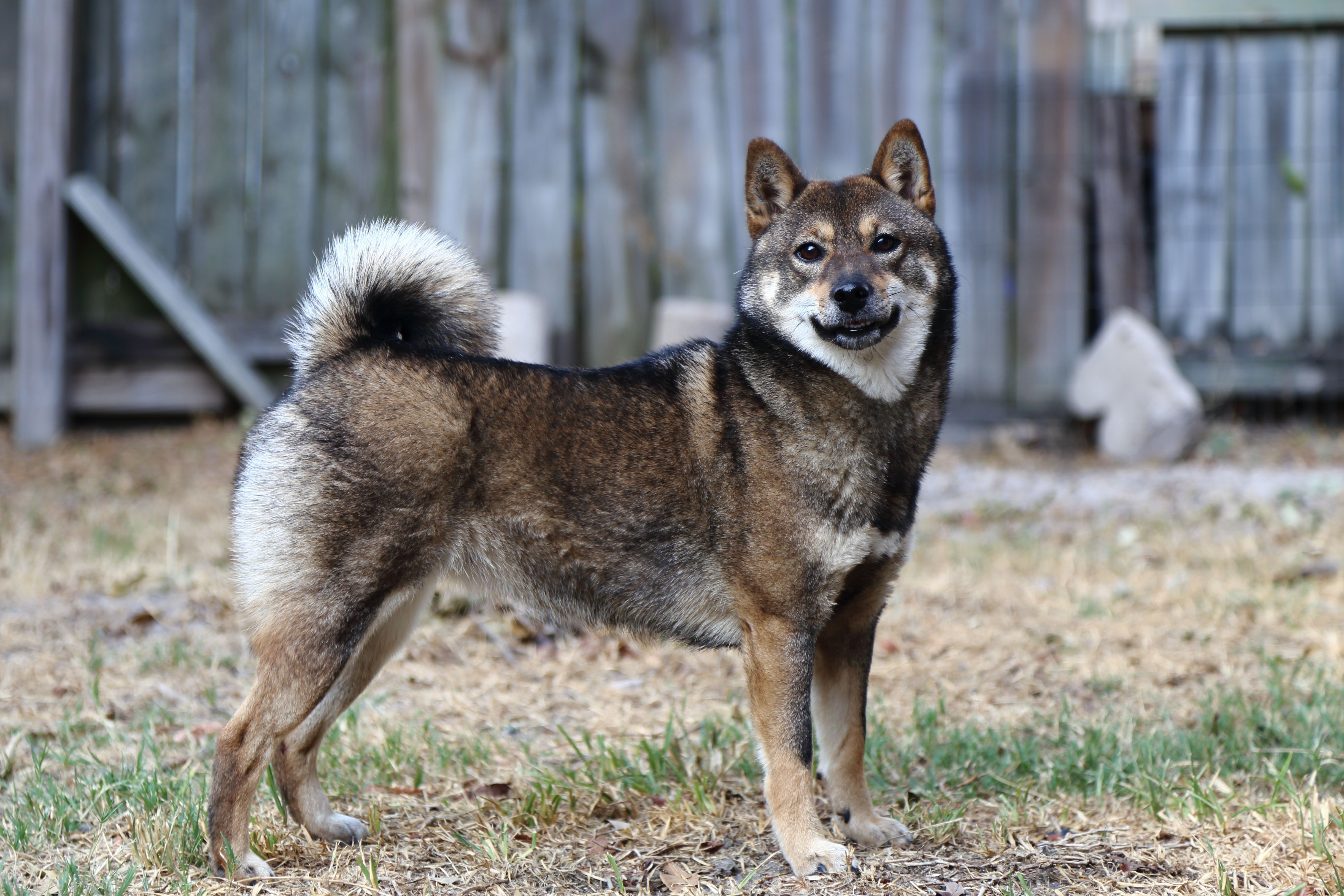 Shiba Inu - Raça de cachorro