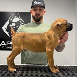 Male 3 - Fawn male Cane Corso puppy in Cashion, Oklahoma from APEXOK Cane Corsos LLC